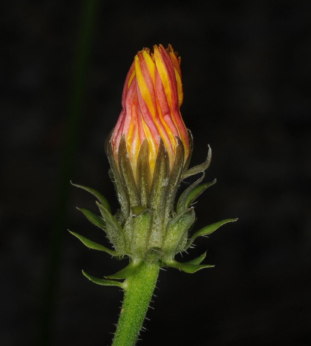 Asteraceae Picris hieracioides