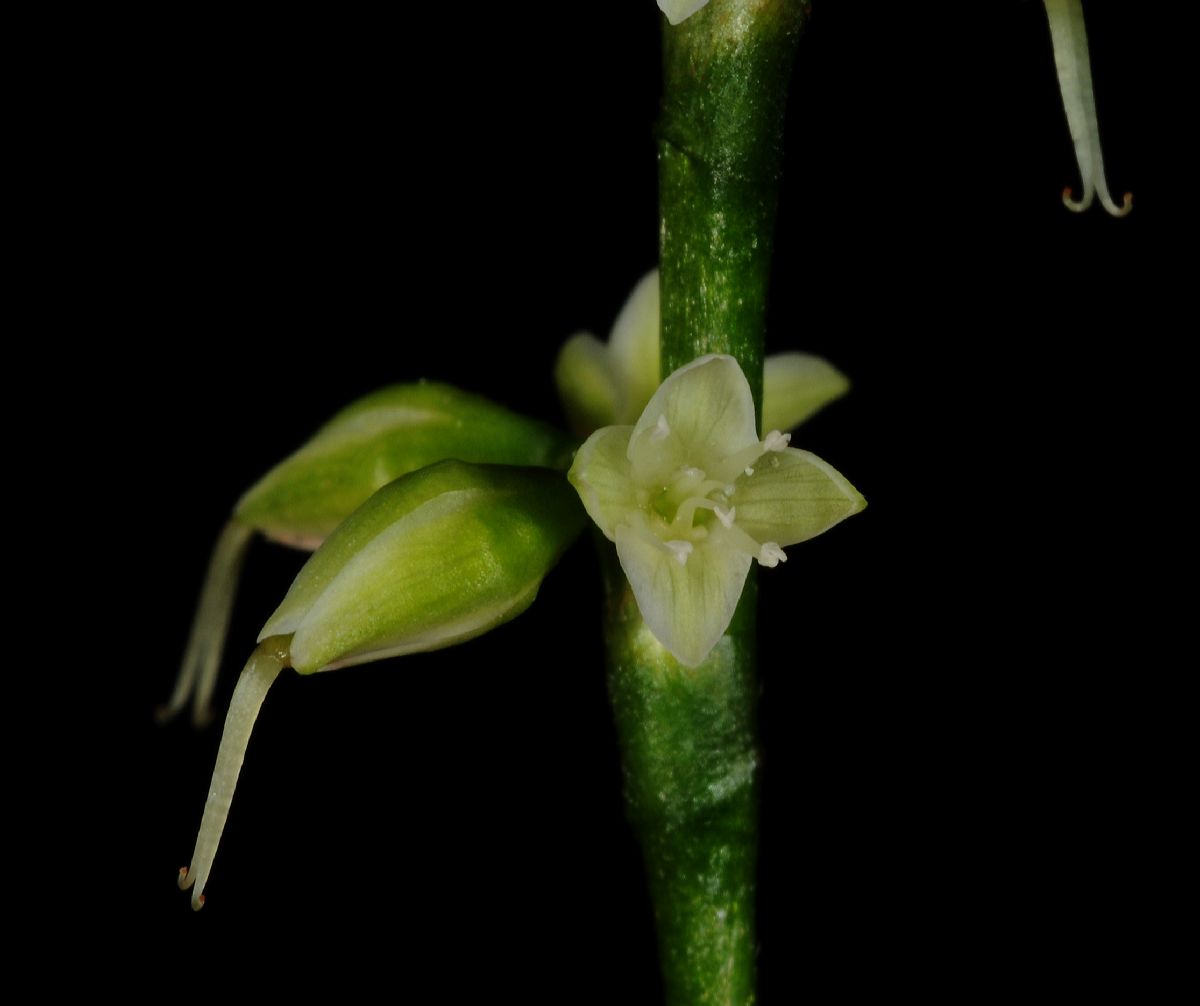 Polygonaceae Polygonum virginianum