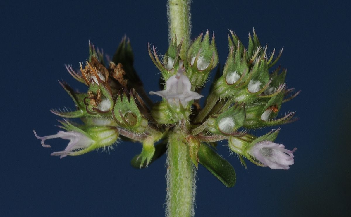 Lamiaceae Thymus vulgaris