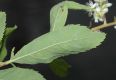 image of Spiraea alba