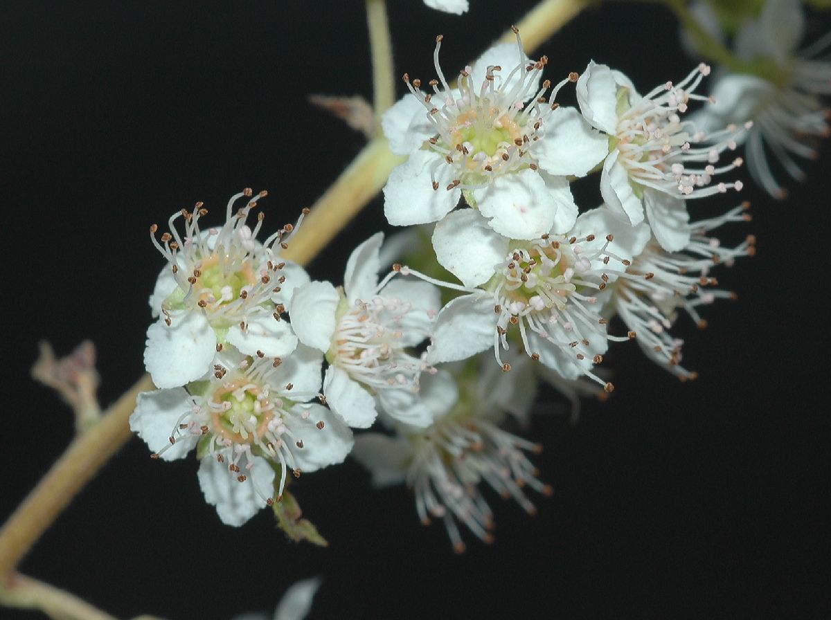 Rosaceae Spiraea alba