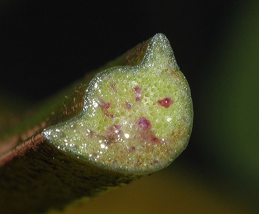 Nymphaeaceae Nuphar variegata
