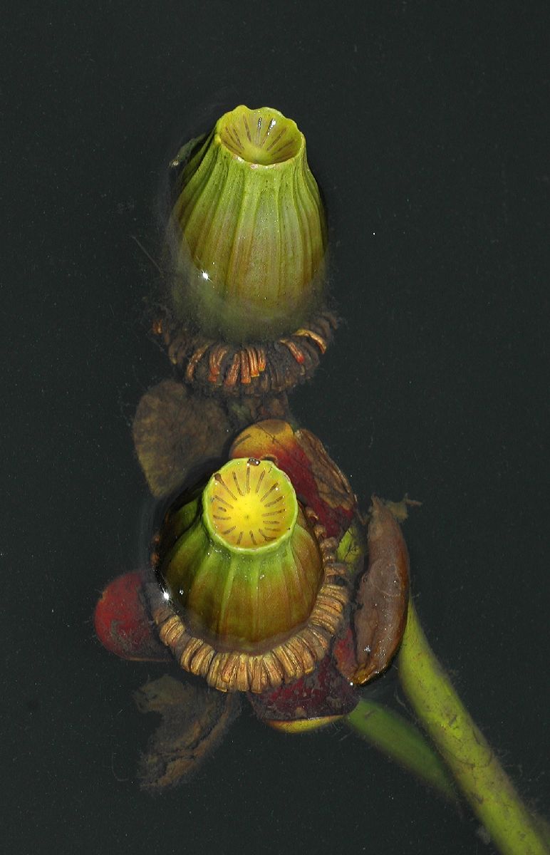 Nymphaeaceae Nuphar variegata