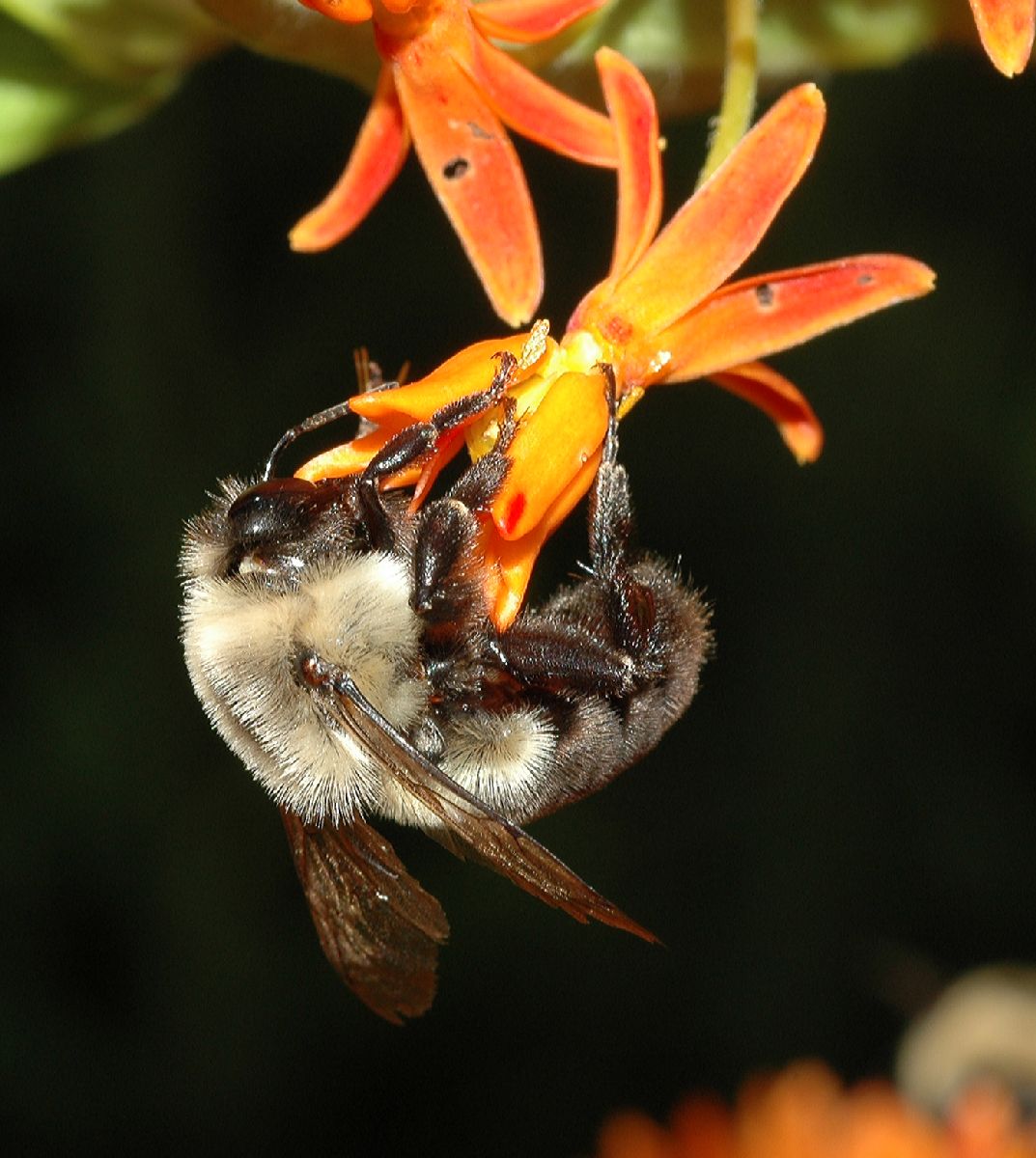 Apidae Bombus 