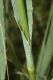 image of Eryngium yuccifolium