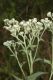 image of Parthenium integrifolium