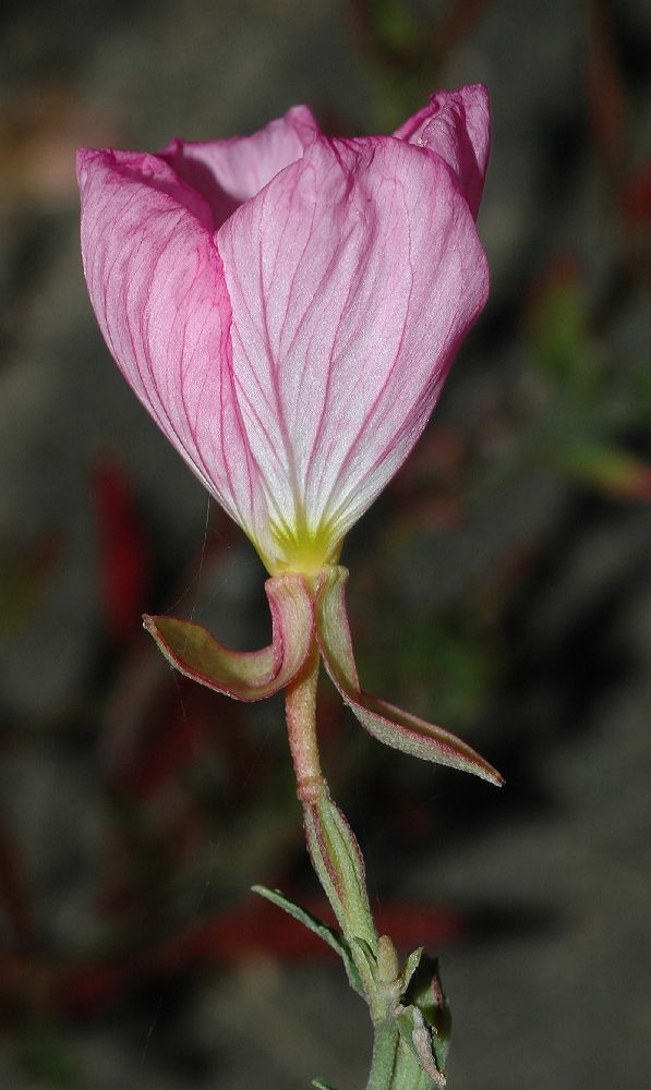 Onagraceae Oenothera nuttallii