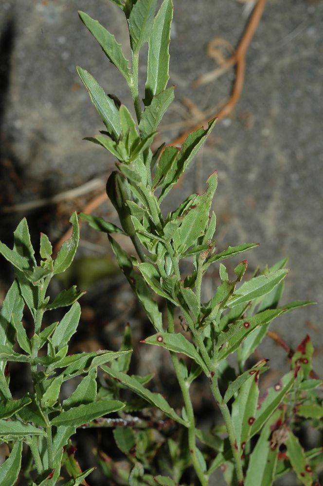 Onagraceae Oenothera nuttallii