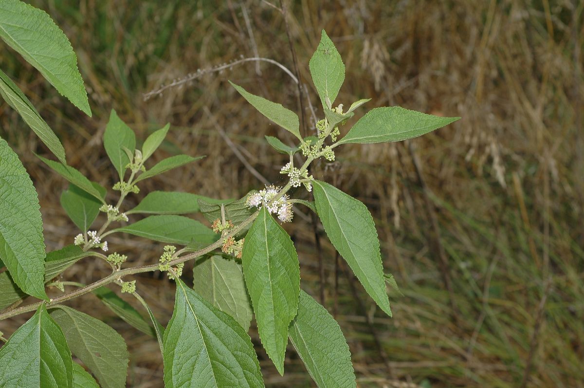 Lamiaceae Callicarpa americana