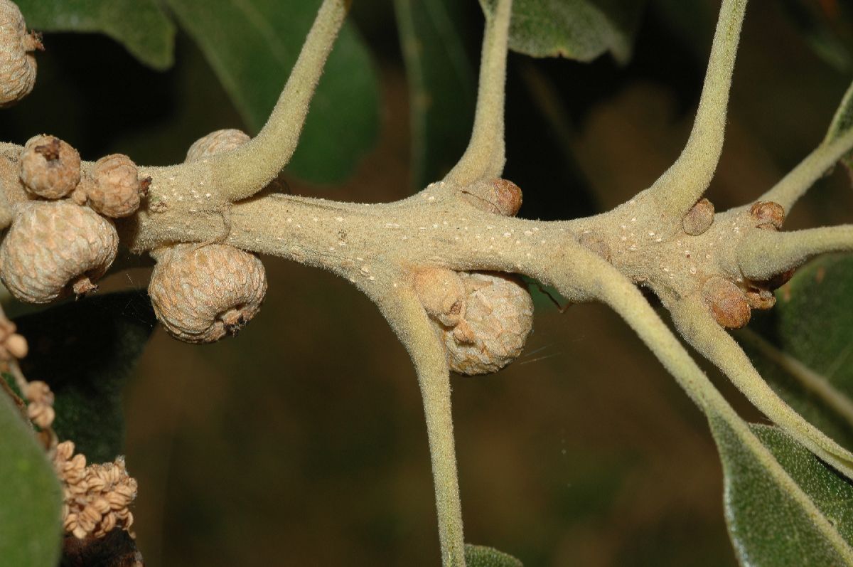 Fagaceae Quercus stellata