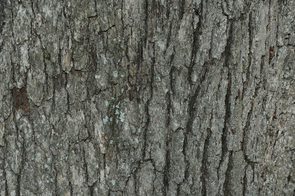 Fagaceae Quercus stellata