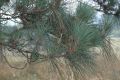 image of Pinus taeda