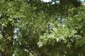 image of Quercus phellos
