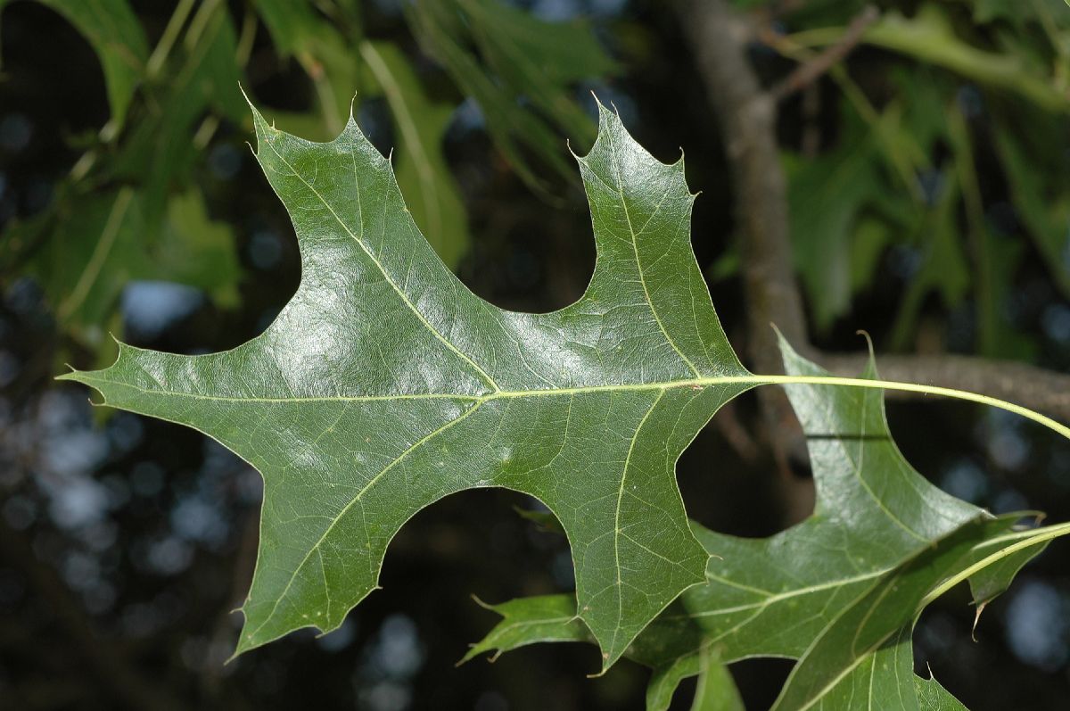Fagaceae Quercus palustris