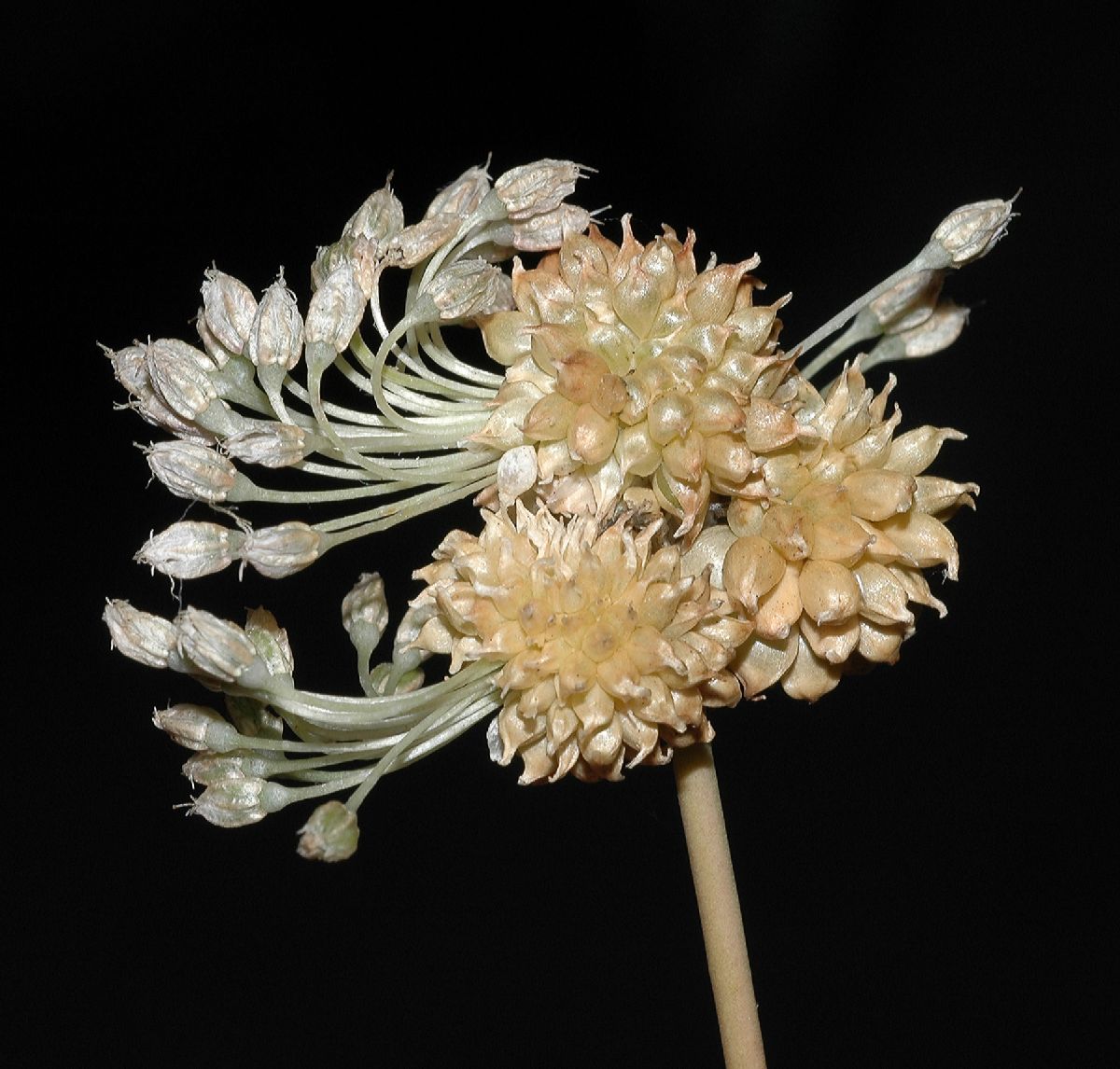 Amaryllidaceae Allium canadense
