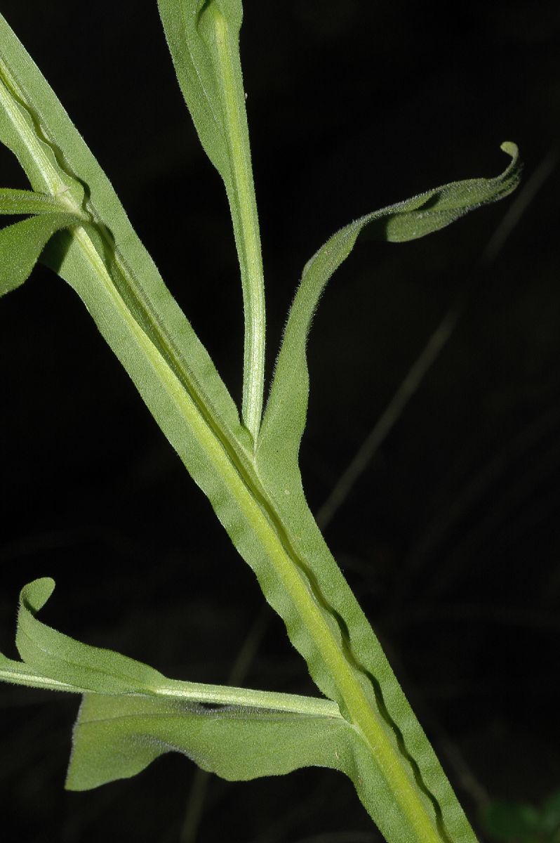 Asteraceae Helenium flexuosum