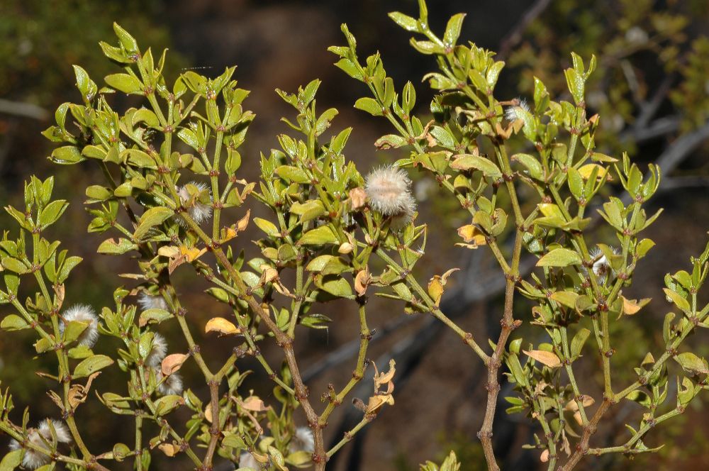 Zygophyllaceae Larrea tridentata