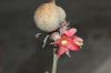 image of Hesperaloe parviflora