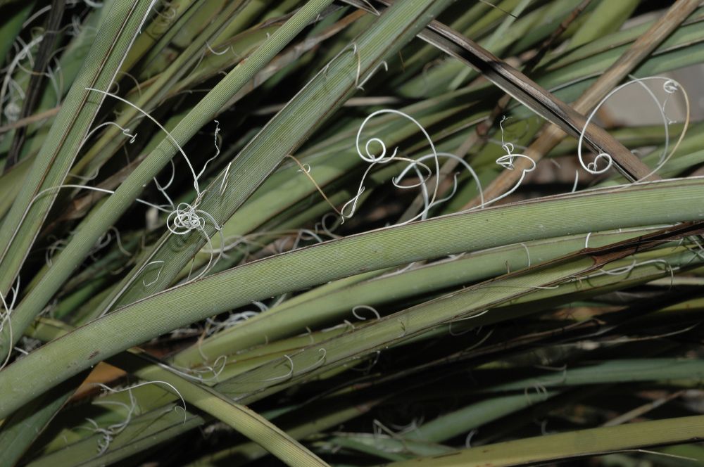Asparagaceae Hesperaloe parviflora