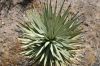image of Yucca brevifolia