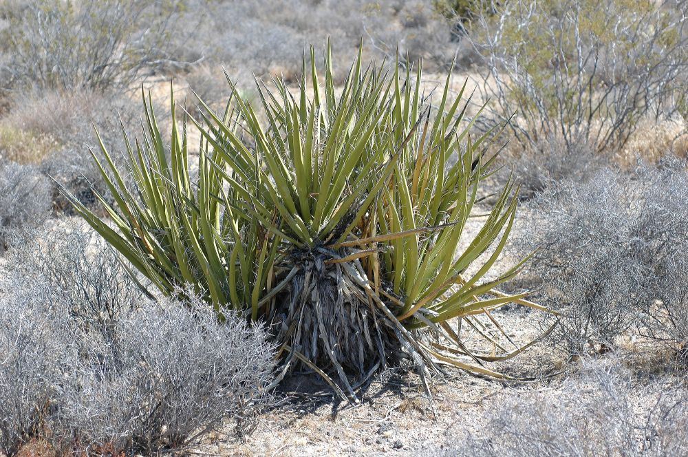 Asparagaceae Yucca baccata