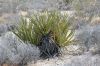 image of Yucca baccata