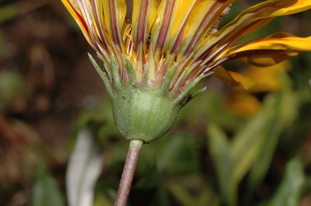 Asteraceae Gazania 