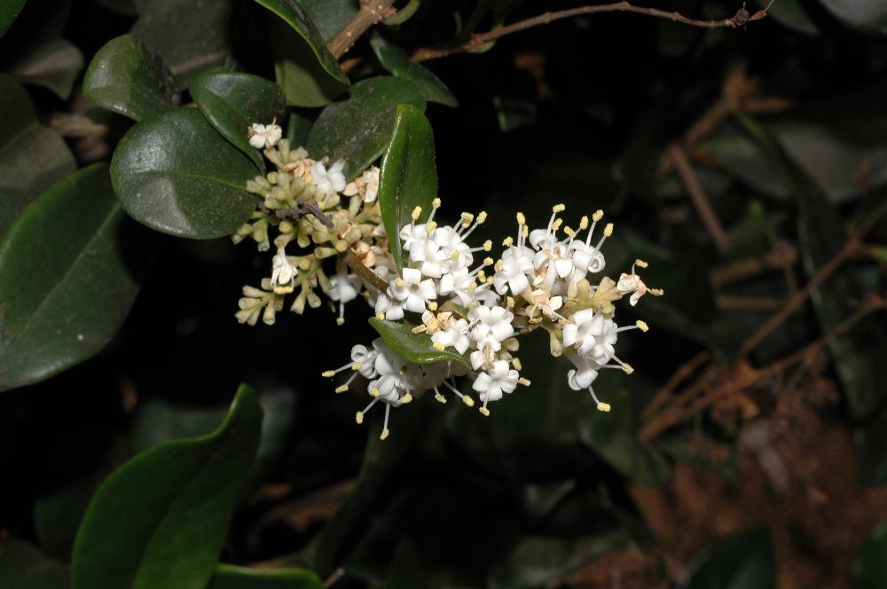 Oleaceae Ligustrum 