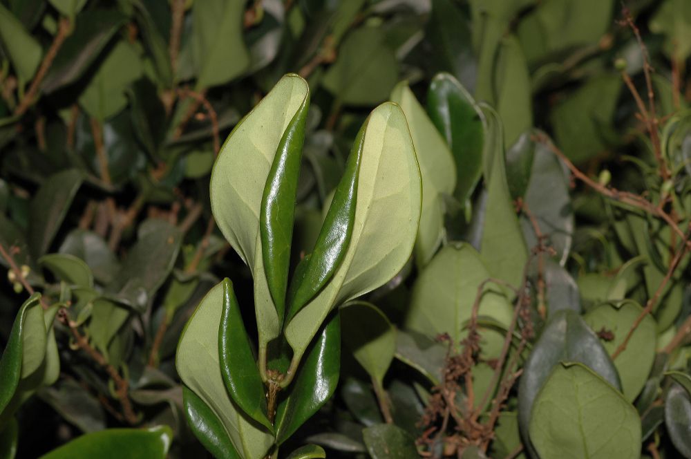 Oleaceae Ligustrum 