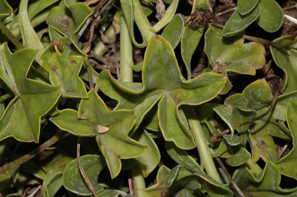 Geraniaceae Pelargonium 