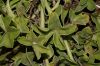 image of Pelargonium 