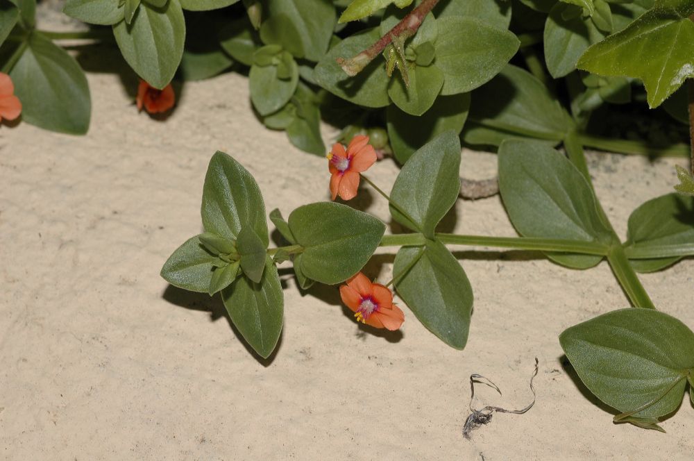 Primulaceae Anagallis arvensis