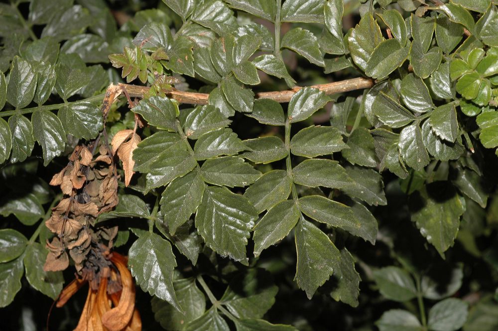 Bignoniaceae Tecomaria capensis
