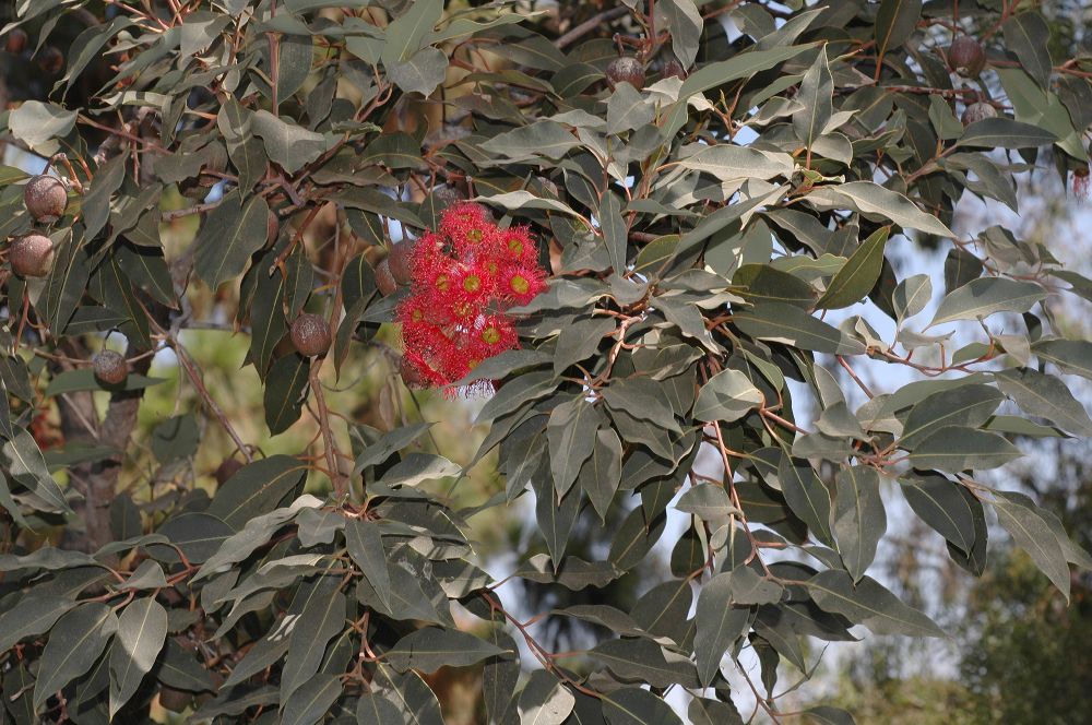 Myrtaceae Eucalyptus ficifolia