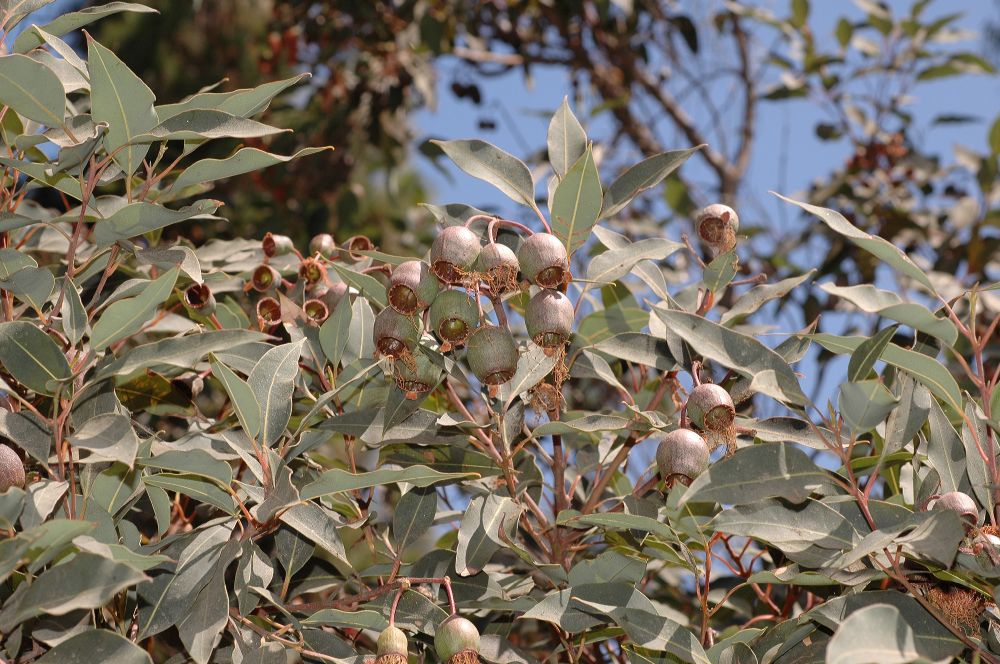 Myrtaceae Eucalyptus ficifolius
