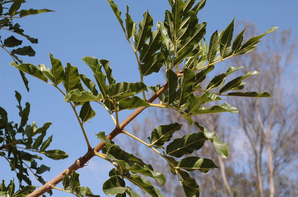 Bignoniaceae Kigelia pinnata