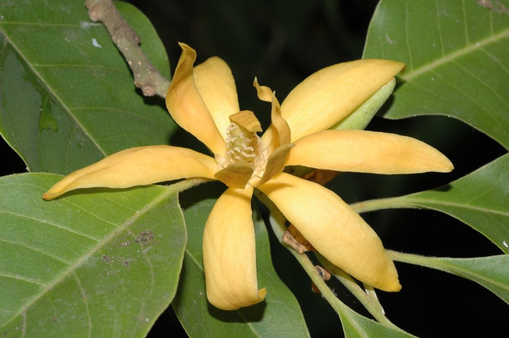 Magnoliaceae Michelia champaca