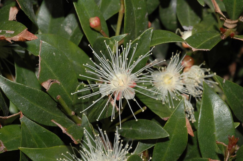 Myrtaceae Myrtus communis