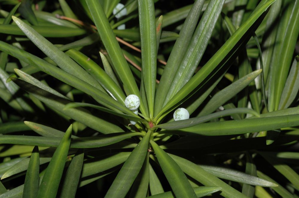 Podocarpaceae Podocarpus macrophyllus
