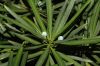 image of Podocarpus macrophyllus