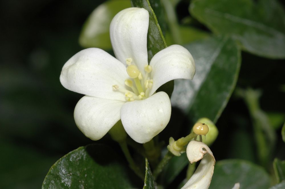 Rutaceae  