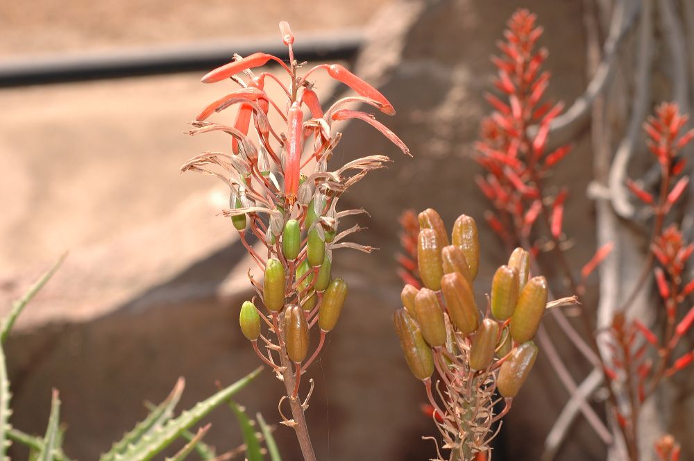 Asphodelaceae Aloe 