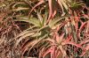 image of Aloe cameronii
