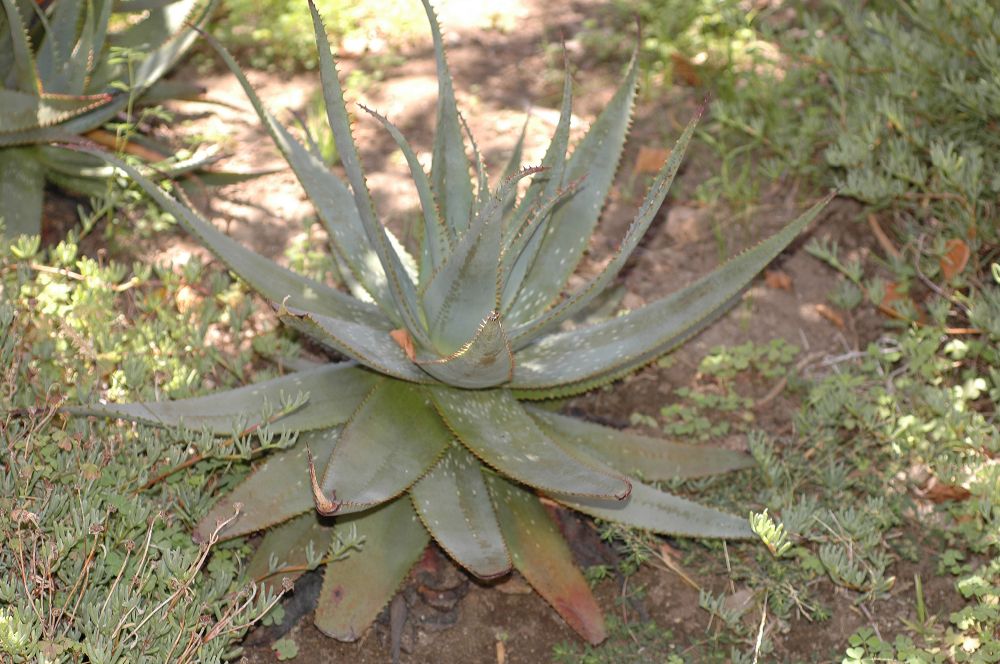 Asphodelaceae Aloe framesii