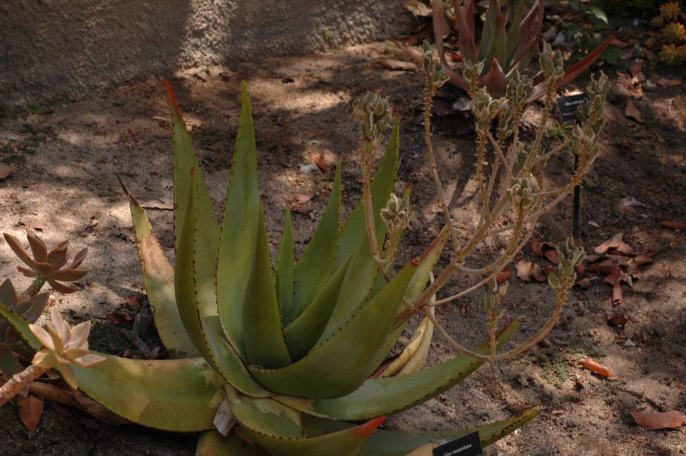 Asphodelaceae Aloe 
