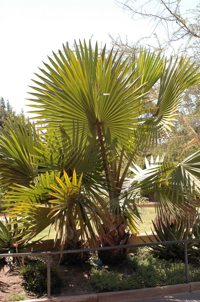 Arecaceae Bismarckia nobilis