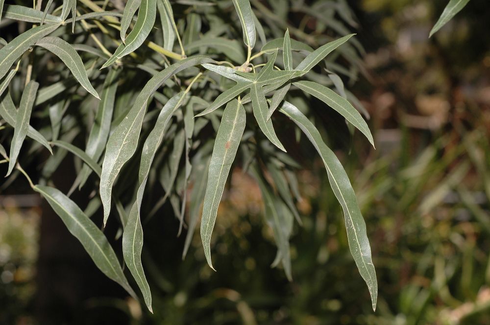 Sterculiaceae Brachychiton rupestris