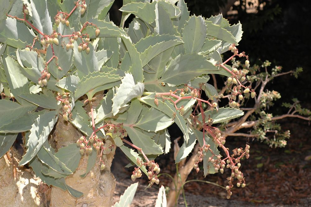 Vitaceae Cyphostemma juttae