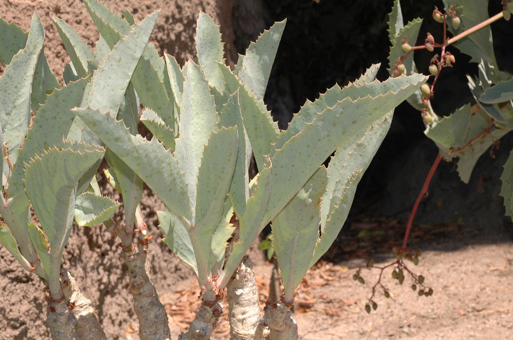Vitaceae Cyphostemma juttae