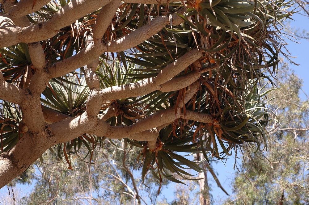 Asparagaceae Dracaena draco